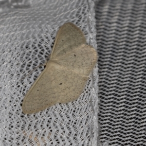 Scopula optivata at Higgins, ACT - 31 Dec 2021 10:56 PM