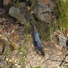Orthetrum caledonicum (Blue Skimmer) at Stromlo, ACT - 31 Dec 2021 by HelenCross