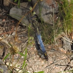 Orthetrum caledonicum at Stromlo, ACT - 31 Dec 2021