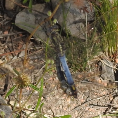 Orthetrum caledonicum (Blue Skimmer) at Stromlo, ACT - 31 Dec 2021 by HelenCross