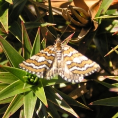 Melitulias discophora (Four-banded Carpet) at Munyang, NSW - 29 Dec 2021 by MatthewFrawley