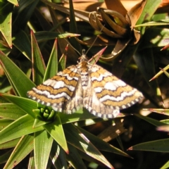 Melitulias discophora (Four-banded Carpet) at Kosciuszko National Park - 28 Dec 2021 by MatthewFrawley