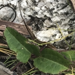 Clematis aristata at Rendezvous Creek, ACT - 22 Dec 2021 01:28 PM