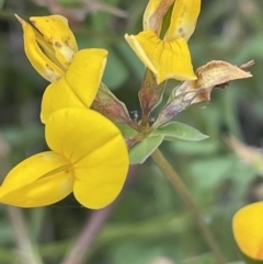 Lotus corniculatus (Birds-Foot Trefoil) at Booth, ACT - 1 Jan 2022 by JaneR