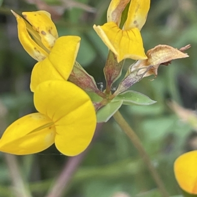 Lotus corniculatus (Birds-Foot Trefoil) at Booth, ACT - 1 Jan 2022 by JaneR