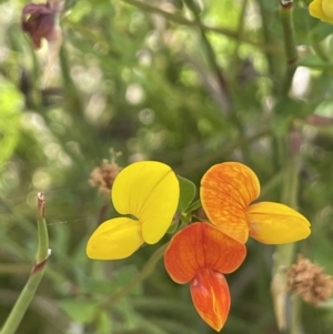 Lotus corniculatus at Booth, ACT - 1 Jan 2022