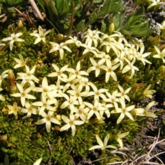 Stackhousia pulvinaris (Alpine Stackhousia) at Geehi, NSW - 29 Dec 2021 by MatthewFrawley