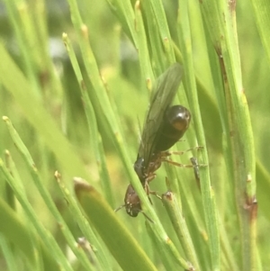 Formicidae (family) at Rendezvous Creek, ACT - 22 Dec 2021