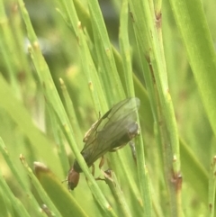 Formicidae (family) at Rendezvous Creek, ACT - 22 Dec 2021