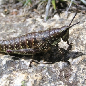 Monistria concinna at Kosciuszko, NSW - 29 Dec 2021