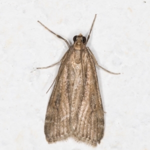 Eudonia cleodoralis at Melba, ACT - 28 Oct 2021