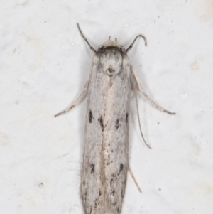 Oecophoridae provisional species 2 at Melba, ACT - 28 Oct 2021