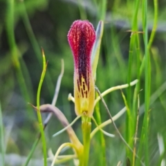 Cryptostylis hunteriana (Leafless Tongue Orchid) at Hyams Beach, NSW - 2 Jan 2022 by RobG1