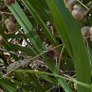 Proteuxoa (genus) at Murrumbateman, NSW - 2 Jan 2022 11:19 AM