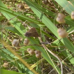 Proteuxoa (genus) at Murrumbateman, NSW - 2 Jan 2022 11:19 AM