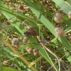 Proteuxoa (genus) at Murrumbateman, NSW - 2 Jan 2022 11:19 AM