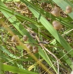 Proteuxoa (genus) at Murrumbateman, NSW - 2 Jan 2022 11:19 AM