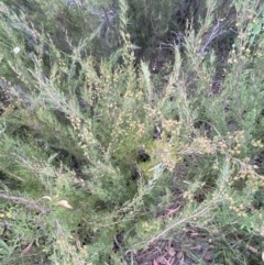 Kunzea parvifolia (Violet Kunzea) at Jerrabomberra, NSW - 2 Jan 2022 by Steve_Bok