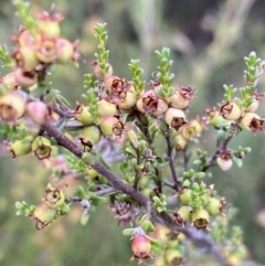 Kunzea parvifolia at Jerrabomberra, NSW - 2 Jan 2022 06:12 PM