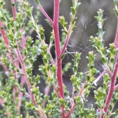 Kunzea parvifolia at Jerrabomberra, NSW - 2 Jan 2022 06:12 PM