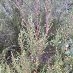 Kunzea parvifolia at Jerrabomberra, NSW - 2 Jan 2022 06:12 PM