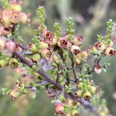 Kunzea parvifolia at Jerrabomberra, NSW - 2 Jan 2022 06:12 PM