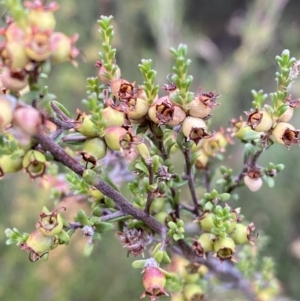 Kunzea parvifolia at Jerrabomberra, NSW - 2 Jan 2022