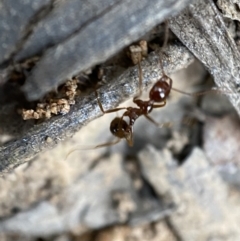 Aphaenogaster longiceps (Funnel ant) at Mount Jerrabomberra QP - 2 Jan 2022 by Steve_Bok