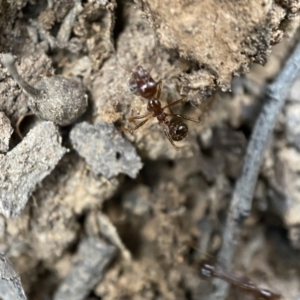 Aphaenogaster longiceps at Jerrabomberra, NSW - 2 Jan 2022