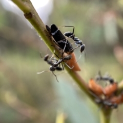 Iridomyrmex sp. (genus) (Ant) at Mount Jerrabomberra QP - 2 Jan 2022 by Steve_Bok