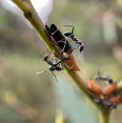 Iridomyrmex sp. (genus) (Ant) at Mount Jerrabomberra QP - 2 Jan 2022 by Steve_Bok