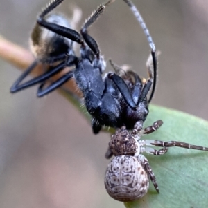 Cymbacha ocellata at Jerrabomberra, NSW - 2 Jan 2022 06:15 PM