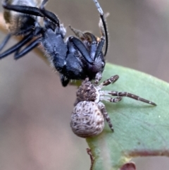 Cymbacha ocellata at Jerrabomberra, NSW - 2 Jan 2022 06:15 PM