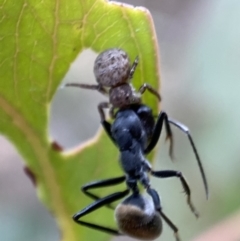 Cymbacha ocellata at Jerrabomberra, NSW - 2 Jan 2022 06:15 PM