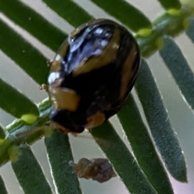 Peltoschema mansueta (A leaf beetle) at Jerrabomberra, NSW - 2 Jan 2022 by SteveBorkowskis