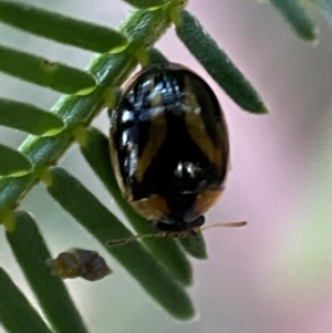 Peltoschema mansueta at Jerrabomberra, NSW - 2 Jan 2022