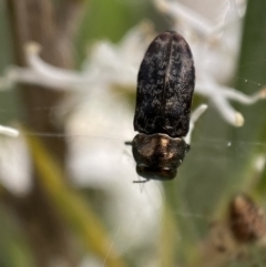 Diphucrania acuducta (Acuducta jewel beetle) at Jerrabomberra, NSW - 2 Jan 2022 by Steve_Bok