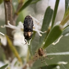 Diphucrania acuducta at Jerrabomberra, NSW - 2 Jan 2022