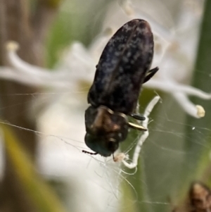 Diphucrania acuducta at Jerrabomberra, NSW - 2 Jan 2022