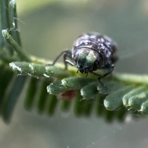 Diphucrania sp. (genus) at Jerrabomberra, NSW - 2 Jan 2022