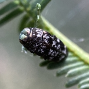 Diphucrania sp. (genus) at Jerrabomberra, NSW - 2 Jan 2022