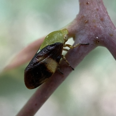 Chaetophyes compacta (Tube spittlebug) at Jerrabomberra, NSW - 2 Jan 2022 by Steve_Bok