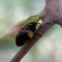 Chaetophyes compacta at Jerrabomberra, NSW - 2 Jan 2022 06:37 PM