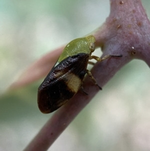 Chaetophyes compacta at Jerrabomberra, NSW - 2 Jan 2022