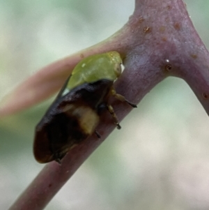 Chaetophyes compacta at Jerrabomberra, NSW - 2 Jan 2022