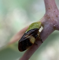 Chaetophyes compacta at Jerrabomberra, NSW - 2 Jan 2022