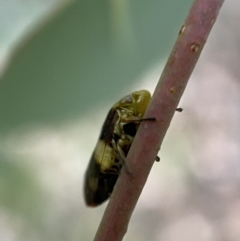 Chaetophyes compacta at Jerrabomberra, NSW - 2 Jan 2022