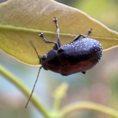 Edusella sp. (genus) (A leaf beetle) at Mount Jerrabomberra QP - 2 Jan 2022 by Steve_Bok