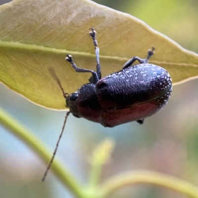 Edusella sp. (genus) (A leaf beetle) at Mount Jerrabomberra QP - 2 Jan 2022 by Steve_Bok