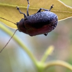 Edusella sp. (genus) at Jerrabomberra, NSW - 2 Jan 2022